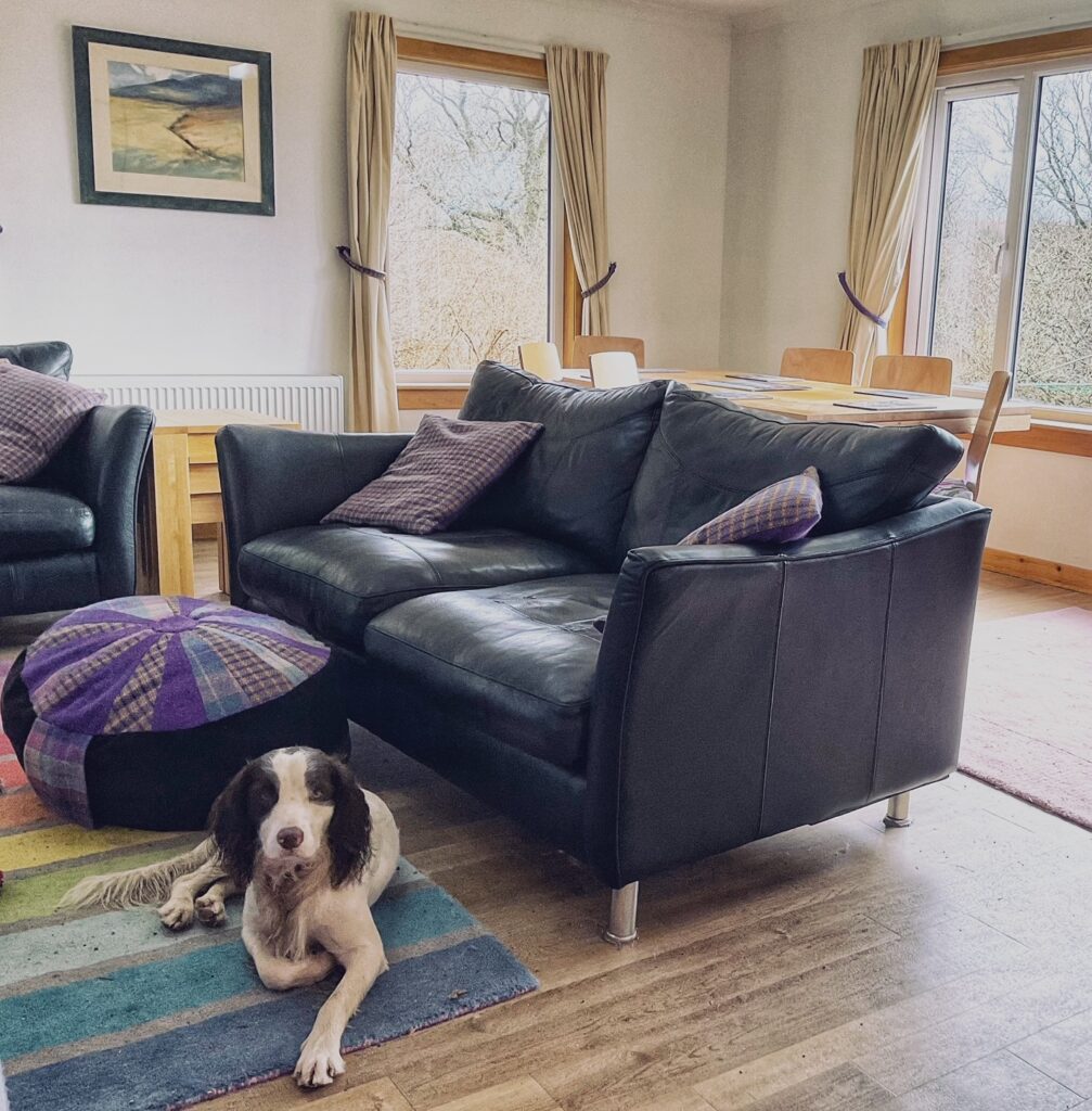 Bright sitting room with sofas, dining table and a dog